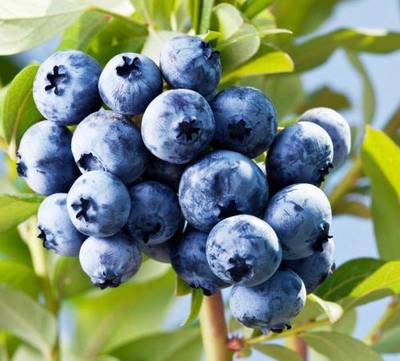Sample image from deepNIR Fruit Detection