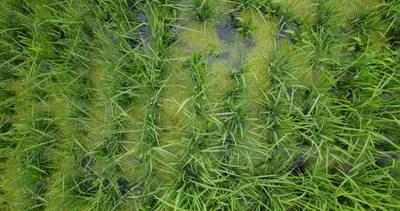 Sample image from Paddy Rice Imagery
