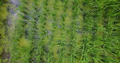 Sample image from Paddy Rice Imagery