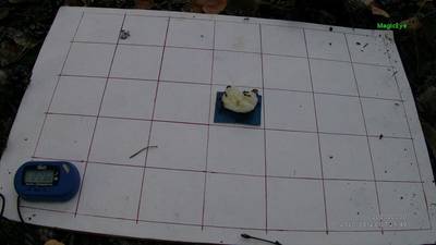 Sample image from Ant Detection