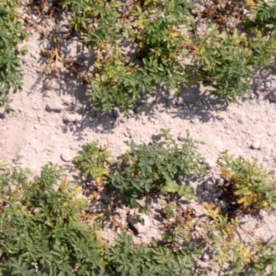 Sample image from Potato Plants Images