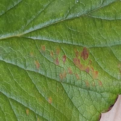 Sample image from Strawberry Disease Detection