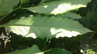 Sample image from RoCoLe