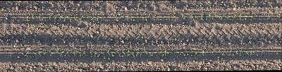 Sample image from Plant Detection and Counting