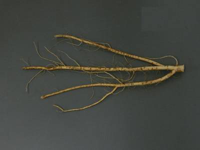 Sample image from Alfalfa Roots