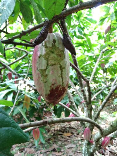 Sample image from Cocoa Diseases