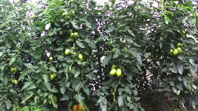 Sample image from AgRobTomato Dataset