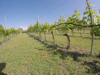 Sample image from Vineyard Rows