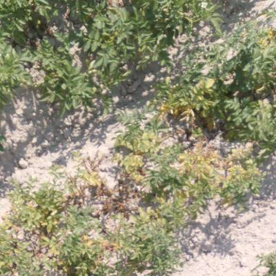 Sample image from Potato Plants Images