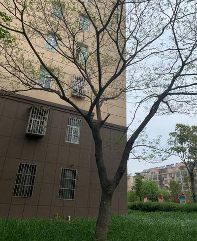 Sample image from Urban Street: Branch