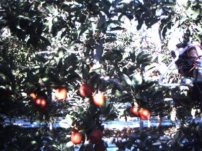 Sample image from Apple Dataset Benchmark from Orchard Environment