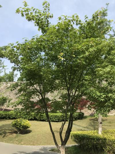 Sample image from Urban Street: Tree