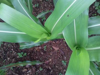 Sample image from Corn Leaf Infection