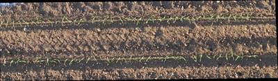 Sample image from Plant Detection and Counting