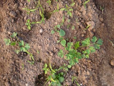 Sample image from Carrot-Weed