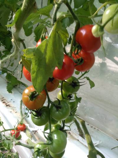 Sample image from LaboroTomato