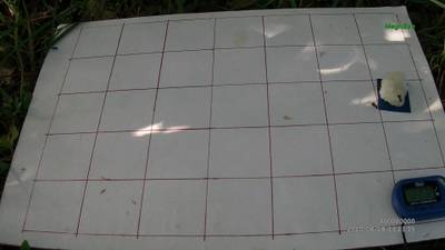 Sample image from Ant Detection