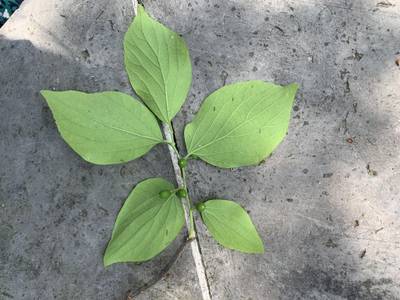 Sample image from Urban Street: Leaf