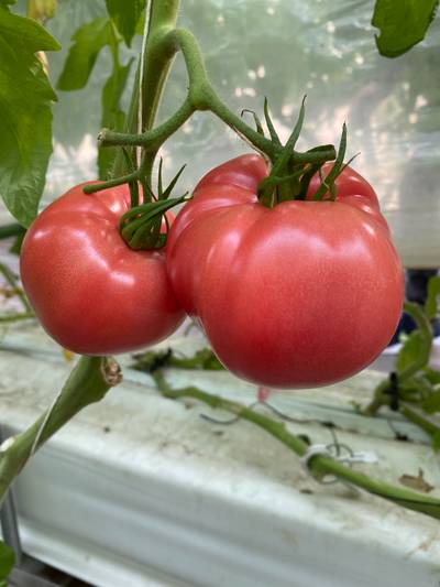 Sample image from LaboroTomato