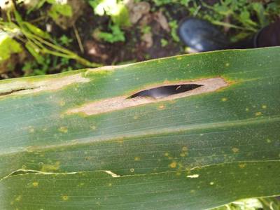 Sample image from Makerere University Maize