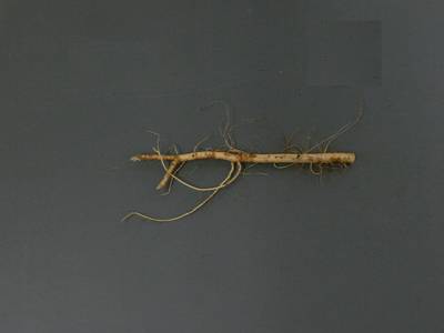Sample image from Alfalfa Roots
