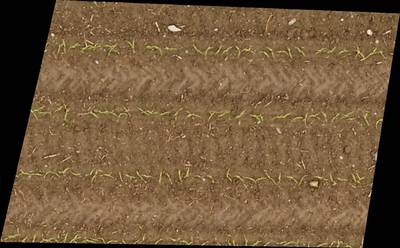 Sample image from Plant Detection and Counting