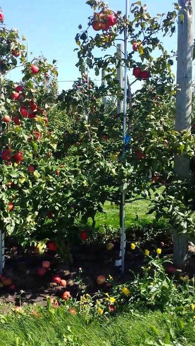 Sample image from MinneApple