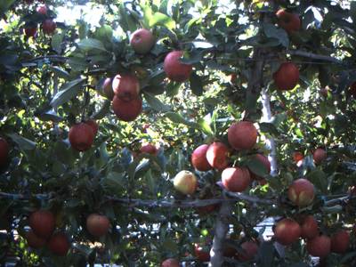 Sample image from Apple from Orchard Environment