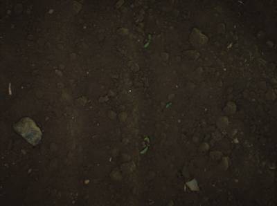 Sample image from Supervisely HRDA Plants Demo