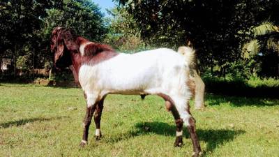 Sample image from Goat Image