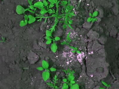 Sample image from CWFID