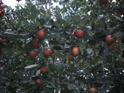 Sample image from Apple from Orchard Environment