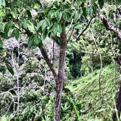 Sample image from Tree Binary Segmentation