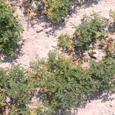 Sample image from Potato Plants Images