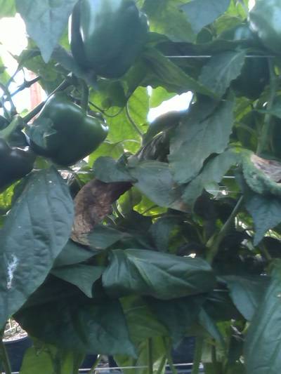Sample image from QHDP