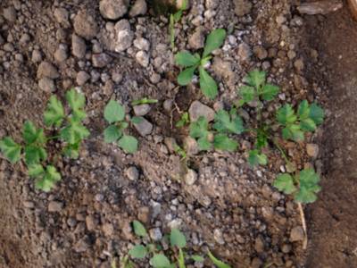 Sample image from Carrot-Weed
