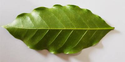 Sample image from Coffee Leaf Biotic Stress