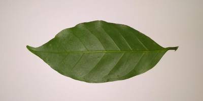Sample image from Coffee Leaf Biotic Stress