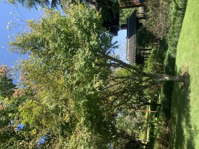 Sample image from Urban Street: Tree Classification
