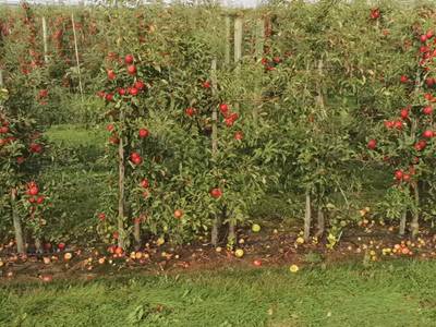 Sample image from Apple MOTS
