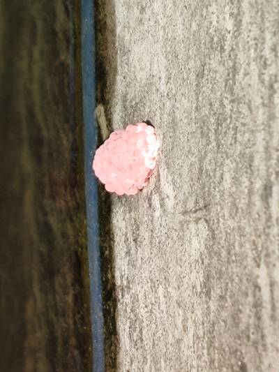 Sample image from Pink-Eggs Dataset V1