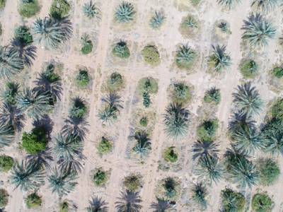 Sample image from Palm Trees