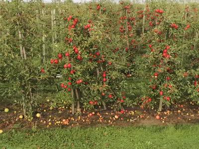 Sample image from Apple MOTS