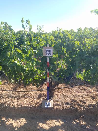 Sample image from AI4Agriculture Grape Dataset