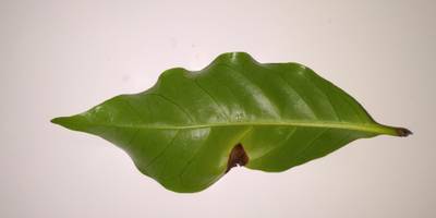Sample image from Coffee Leaf Biotic Stress