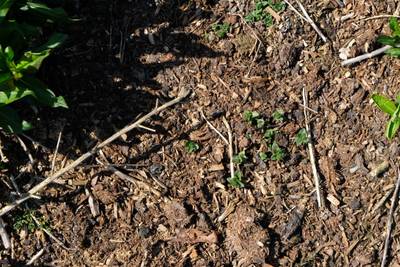 Sample image from Perrenial Plants Detection