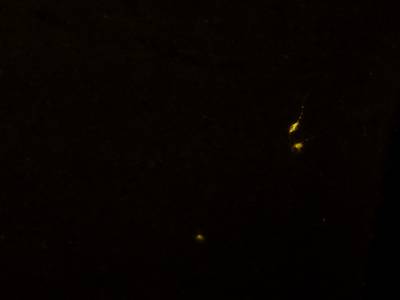 Sample image from Fluorescent Neuronal Cells