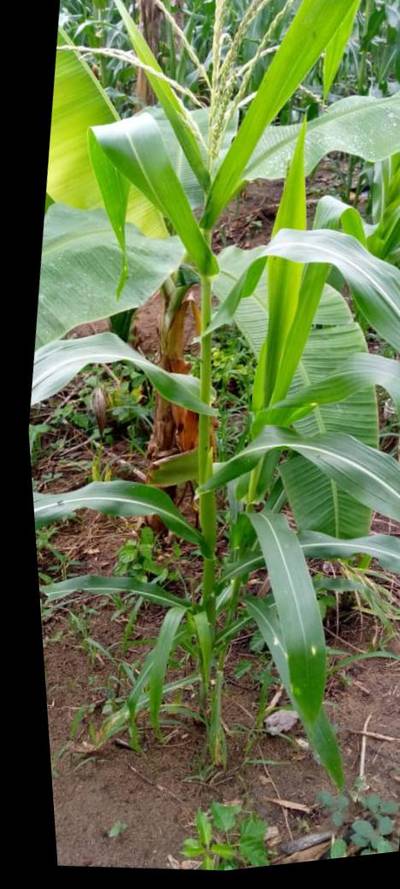 Sample image from KaraAgro AI Maize