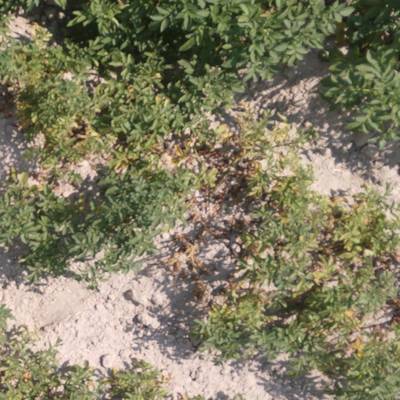 Sample image from Potato Plants Images