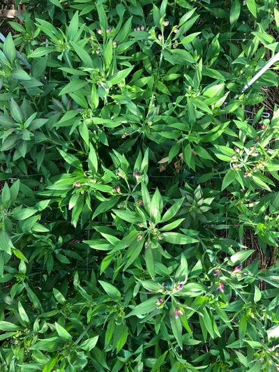 Sample image from morado_5may